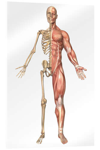 Akrylbilde The human skeleton and muscular system, front view