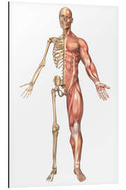 Aluminiumtavla The human skeleton and muscular system, front view