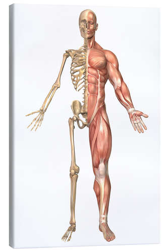 Canvas print The human skeleton and muscular system, front view