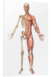 Tableau en PVC Le squelette humain et le système musculaire, vue de face