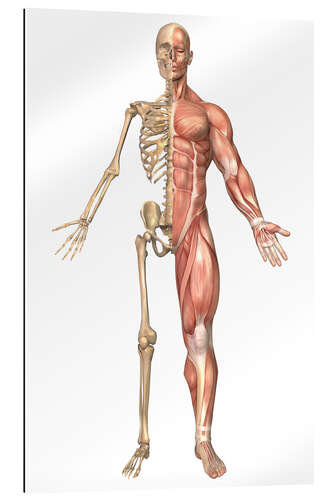 Gallery print The human skeleton and muscular system, front view