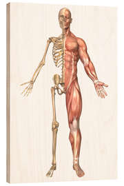 Wood print The human skeleton and muscular system, front view