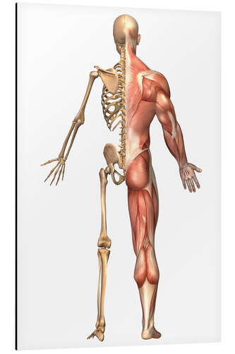 Alubild Das menschliche Skelett und Muskelsystem, Rückansicht