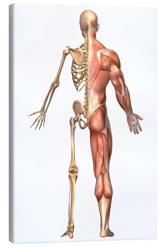 Canvas-taulu The human skeleton and muscular system, back view.