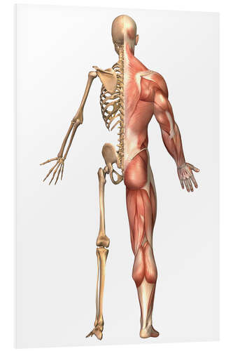 Stampa su PVC The human skeleton and muscular system, back view.