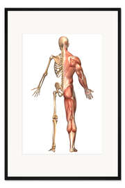 Gerahmter Kunstdruck Das menschliche Skelett und Muskelsystem, Rückansicht