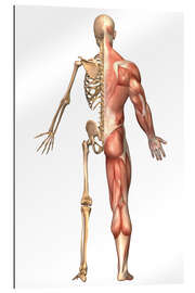 Galleriprint The human skeleton and muscular system, back view.