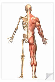 Sisustustarra The human skeleton and muscular system, back view.