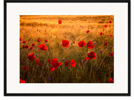 Gerahmter Kunstdruck Poppys