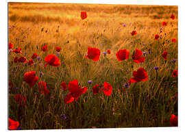 Gallery print Poppies