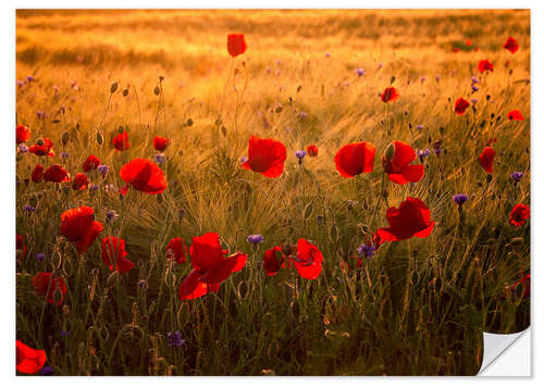 Wall sticker Poppies