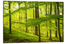 Tableau en aluminium Forêt de hêtres