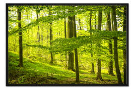 Gerahmter Kunstdruck Buchenwald
