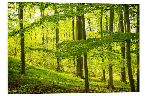 Tableau en PVC Forêt de hêtres