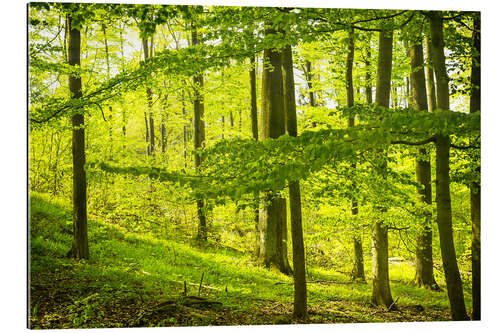 Tableau en plexi-alu Forêt de hêtres