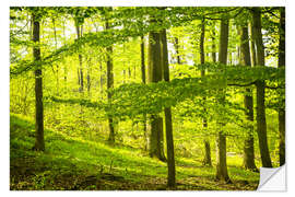 Selvklebende plakat beech wood