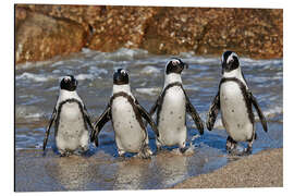 Alubild vier coole watschelnde Pinguine