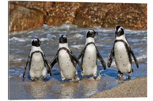 Galleritryck four cool waddling penguins