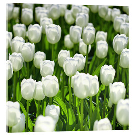 Akryylilasitaulu  Meadow of tulips - pixelliebe