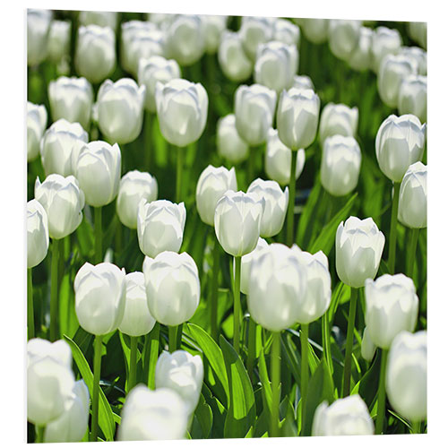 Tableau en PVC Champ de tulipes blanches