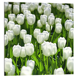 Gallery print Meadow of tulips