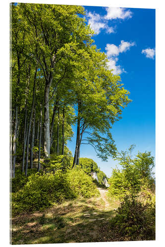 Akrylbilde Coastal forest on the island Ruegen in Germany