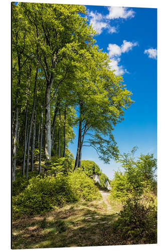 Print på aluminium Coastal forest on the island Ruegen in Germany