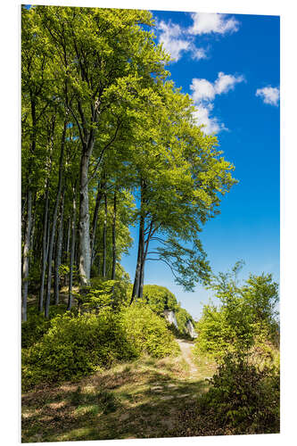 Hartschaumbild Küstenwald auf der Insel Rügen