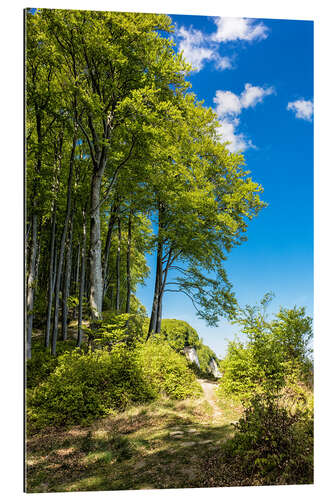 Gallery print Coastal forest on the island Ruegen in Germany