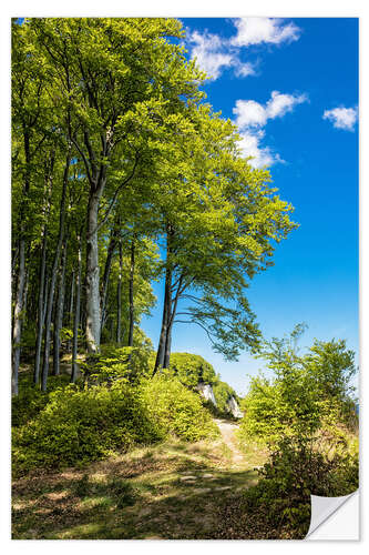 Selvklebende plakat Coastal forest on the island Ruegen in Germany