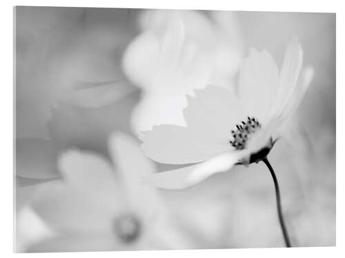 Acrylic print Cosmea Cosmos bipinnatus