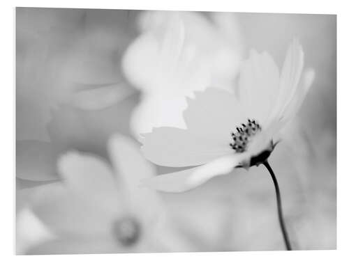 Foam board print Cosmea Cosmos bipinnatus