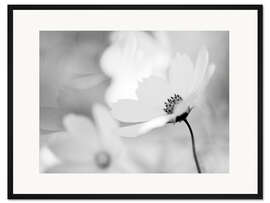 Gerahmter Kunstdruck Cosmea Cosmos bipinnatus