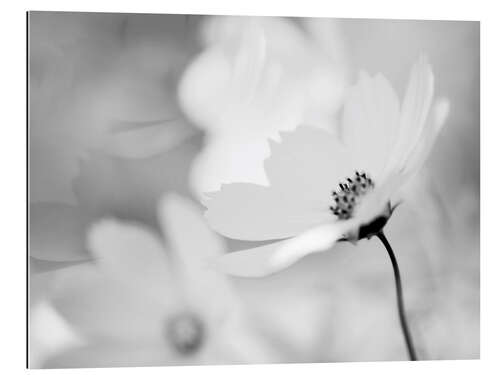 Gallery print Cosmea Cosmos bipinnatus