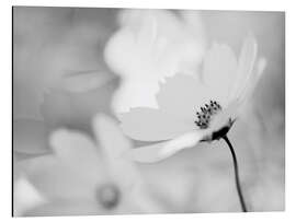 Magnettafel Cosmea Cosmos bipinnatus