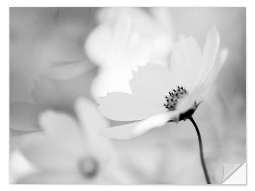 Wall sticker Cosmea Cosmos bipinnatus