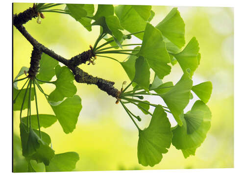 Aluminium print ginkgo biloba