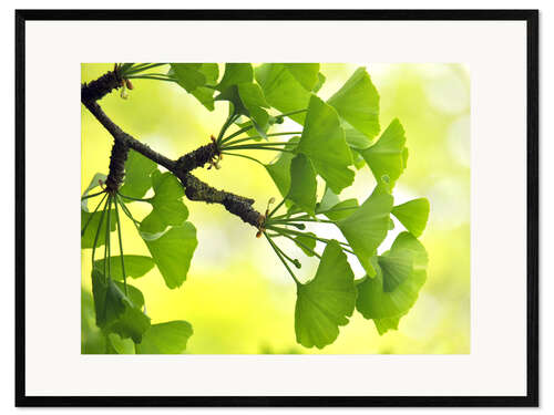 Framed art print ginkgo biloba