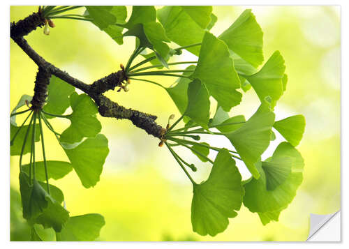 Vinilo para la pared ginkgo biloba