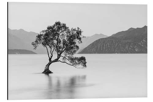 Aluminium print Lone Tree / black & white