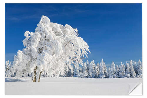 Vinilo para la pared Black Forest Winter Landscape