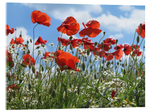 Akrylbillede Poppy (Papaver rhoeas)