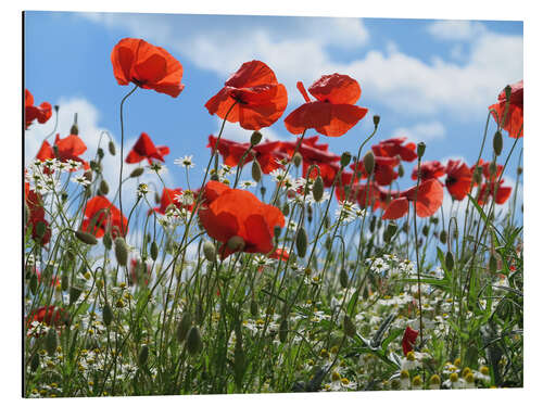 Alubild Mohnblumen (Papaver rhoeas)