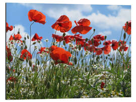 Cuadro de aluminio Poppy (Papaver rhoeas)