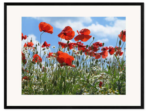 Impression artistique encadrée Poppy (Papaver rhoeas)