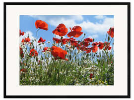 Gerahmter Kunstdruck Mohnblumen (Papaver rhoeas)