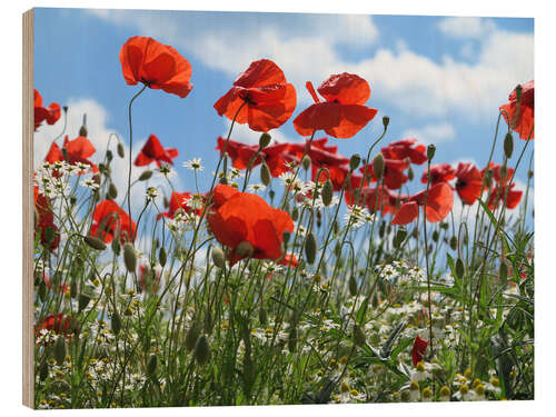 Tableau en bois Poppy (Papaver rhoeas)