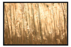 Gerahmter Kunstdruck Goldene Gräser