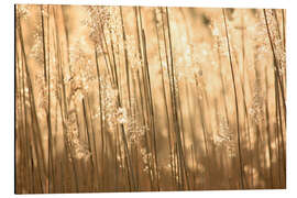 Magnettafel Goldene Gräser