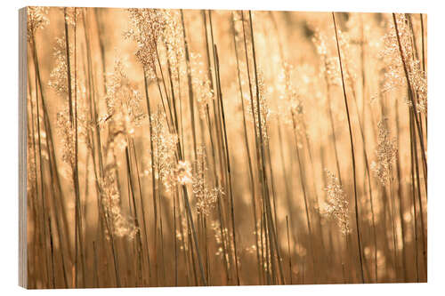 Holzbild Goldene Gräser